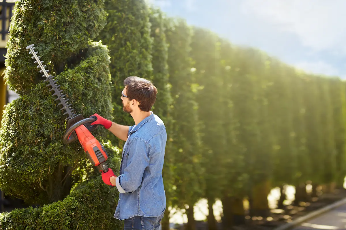 professional-male-gardener-trimming-thuja-with-hed-2025-03-24-22-20-28-utc